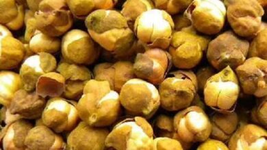 Photo of भुने चने के सेवन से मोटापे और कब्ज की समस्या से मिलती है निजात
