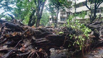 Photo of महाराष्ट्र: टिन शेड पर गिरा नीम का पेड़, सात की मौत; 30 से अधिक घायल