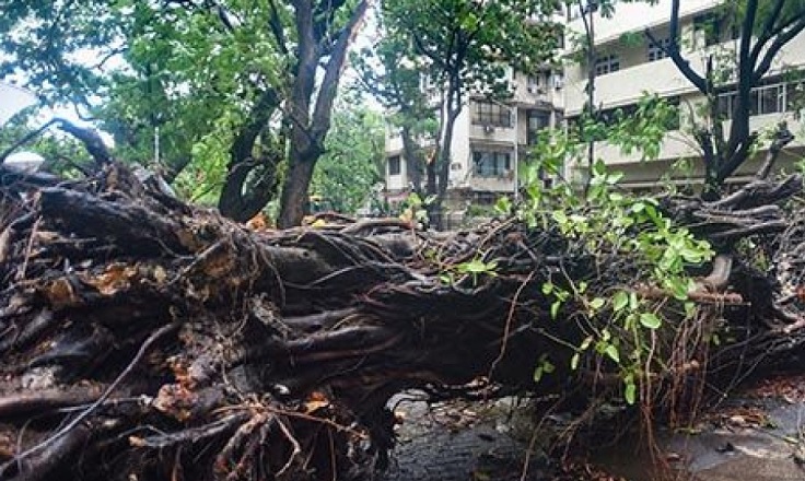 Neem tree fell on tin shed