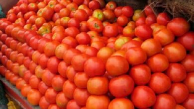 Photo of लखनऊ वालों को सस्ते में मिलेगा टमाटर, 11 जगहों पर 90 रुपये किलो बेचेगा NCCF