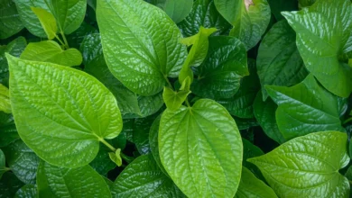 Photo of स्वाद के साथ ही सेहत के लिए भी गुणकारी हैं पान के पत्ते, चबाने से मिलते हैं गजब के फायदे