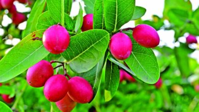 Photo of इम्युनिटी बढ़ाने के साथ ही एनीमिया से भी बचाव करता है करौंदा, जानें इसके बेमिसाल फायदे