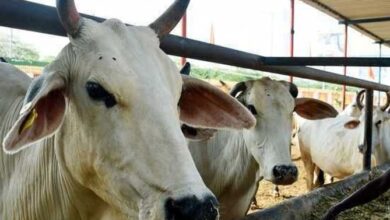 Photo of पंजाब: मस्जिद के पास हमलावरों ने आठ गायों को चाकुओं से गोदा, एक की मौत