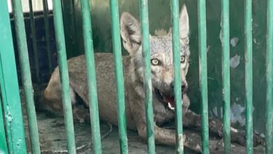 Photo of बहराइच में पकड़ा गया एक और आदमखोर भेड़िया, अब तक 10 लोगों को बना चुका है शिकार