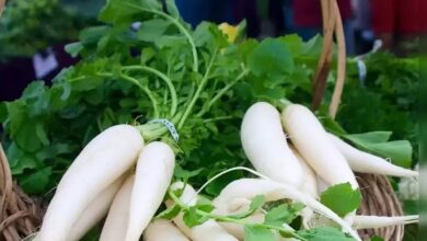 Photo of पोषक तत्वों से भरपूर होते हैं मूली के पत्ते, हाजमा रहता है दुरुस्त; बीपी भी होगा कंट्रोल