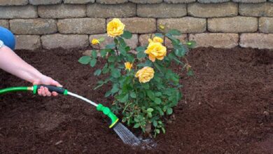 Photo of गुलाब के पौधे के लिए ऐसे बनाएं नेचुरल खाद, नई कलियों से लद जाएंगी डालियां