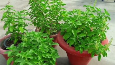 Photo of गर्मी में तुलसी के पौधे को रखना है हरा-भरा, तो गमले में डाले ये 4 Organic खाद