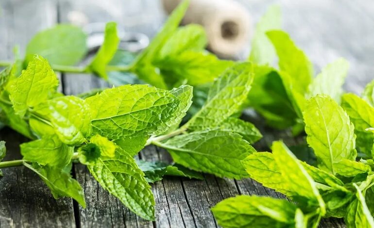 Include mint in your diet