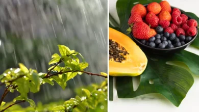 Photo of मानसून में इन 5 फलों से दूरी बनाना ही बेहतर, वरना ब‍िगड़ सकती है आपकी सेहत