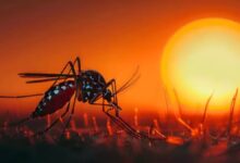 Photo of मानसून में बढ़ जाता है डेंगू-मलेरिया का खतरा, बरतें सावधानी; ऐसे करें बचाव