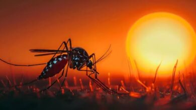 Photo of मानसून में बढ़ जाता है डेंगू-मलेरिया का खतरा, बरतें सावधानी; ऐसे करें बचाव