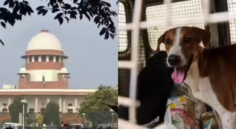 SC on Stray Dogs
